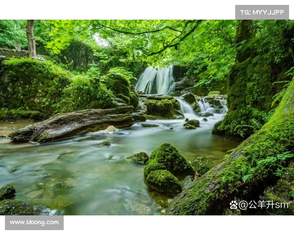 探索永歌森林:穿越时光,领略绿意之旅 探索永歌森林:穿越时光,领略绿意之旅